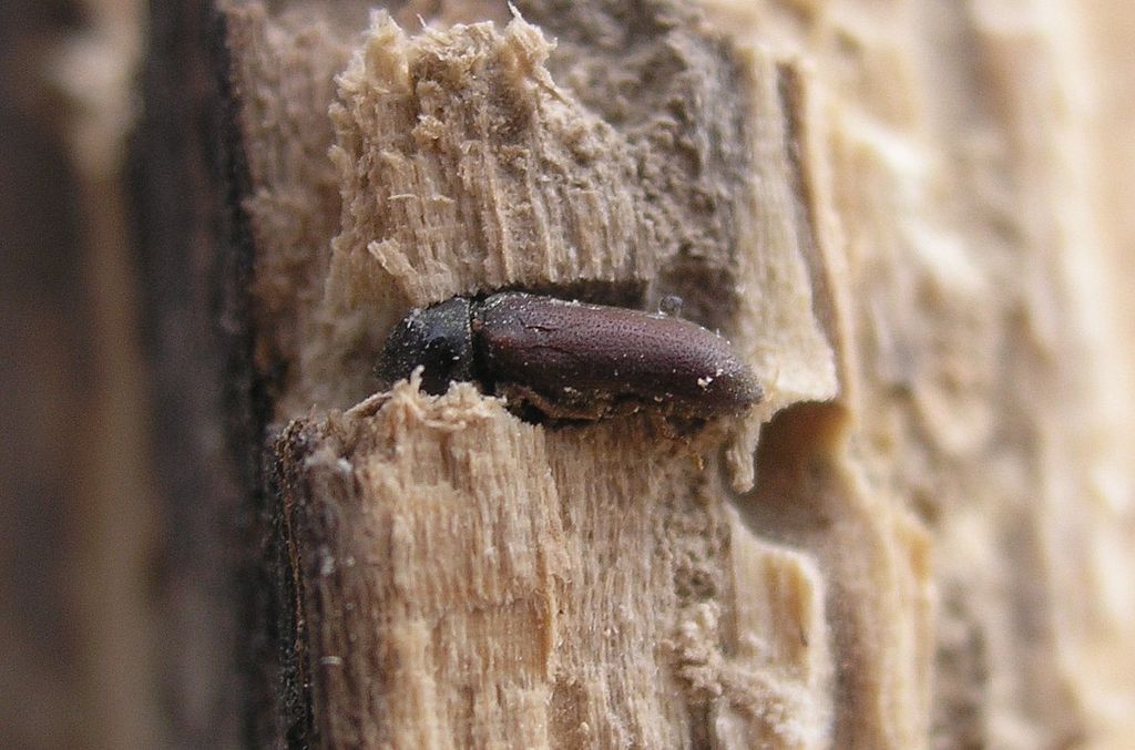 woodworm