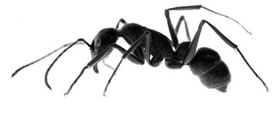 ant