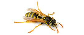 bees_hornets