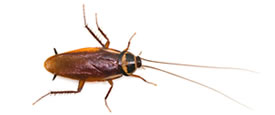 cockroach